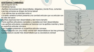 VERTEBRAS LUMBARES
-En el Equino son 6.
-Vertebras típicas
-Apófisis transversas bien desarrolladas, delgadas y borde finos, cortantes
-Las tres primeras se dirigen de forma lateral
- Las ultimas tres se articulan entre si
-La sexta vertebra lumbar presenta una cavidad articular que va articular con
las alas del sacro
-Apófisis espinosa bien desarrollada y del mismo tamaño
-Tiene apófisis articulares craneales y caudales son bien desarrolladas
-Las apófisis articulares craneales se fusionan con la apófisis mamilar y tiene
su superficie articular cóncava.
-Las caudales presentan su superficie articular convexa
-Cuerpo angosto con una cresta ventral bien desarrollada en las tres primeras
-La escotadura caudal más desarrollada que su escotadura craneal
.
 