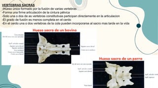 VERTEBRAS SACRAS
-Hueso único formado por la fusión de varias vertebras
-Forma una firme articulación de la cintura pélvica
-Solo una o dos de as vertebras constitutivas participan directamente en la articulacion
-El grado de fusión es menos completa en el cerdo
-En el cerdo una o dos vertebras de la cola pueden incorporarse al sacro mas tarde en la vida
 