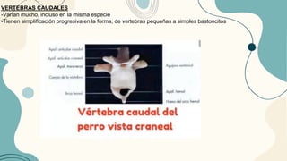 VERTEBRAS CAUDALES
-Varían mucho, incluso en la misma especie
-Tienen simplificación progresiva en la forma, de vertebras pequeñas a simples bastoncitos
 