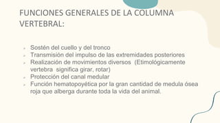 FUNCIONES GENERALES DE LA COLUMNA
VERTEBRAL:
➢ Sostén del cuello y del tronco
➢ Transmisión del impulso de las extremidades posteriores
➢ Realización de movimientos diversos (Etimológicamente
vertebra significa girar, rotar)
➢ Protección del canal medular
➢ Función hematopoyética por la gran cantidad de medula ósea
roja que alberga durante toda la vida del animal.
 