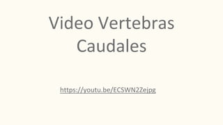Video Vertebras
Caudales
https://youtu.be/ECSWN2Zejpg
 