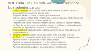 VERTEBRA TIPO en toda vertebra se reconoce
las siguientes partes:
1. Cuerpo vertebral: Es la porción ventral de la vertebra. Su forma es mas o
menos cilíndrica, deprimida lateralmente.
Presenta Extremo craneal o cabeza que es convexa
Extremo caudal o fosa de la vertebra que es cóncava porque recibe la cabeza
de la siguiente vertebra, cavidad glenoidea.
Presenta una cresta ventral que recorre la cara ventral del cuerpo vertebral.
La Cara dorsal del cuerpo vertebral es plana y constituye el suelo del agujero
vertebral, es rugosa para la inserción de músculos.
2. Arco vertebral: Es la parte de la vertebra que limita dorsal y lateralmente el
agujero vertebral.
3. Agujero vertebral: Espacio vacío que queda entre el cuerpo y el arco.
4. Apófisis: Son eminencias óseas destinadas a la articulación. Son comunes:
Apófisis espinosa: Situada en la línea media dorsal.
Apófisis transversas: situadas a nivel del pedículo del arco.
Apófisis articulares craneales: Orientada craneodorsalmente.
Apófisis articulares caudales: Orientada caudoventralmente.
 