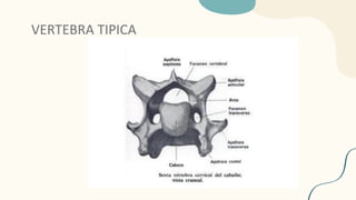 VERTEBRA TIPICA
 