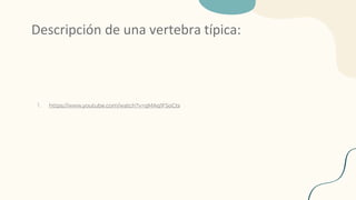 Descripción de una vertebra típica:
1. https://www.youtube.com/watch?v=qMAq1FSoCts
 