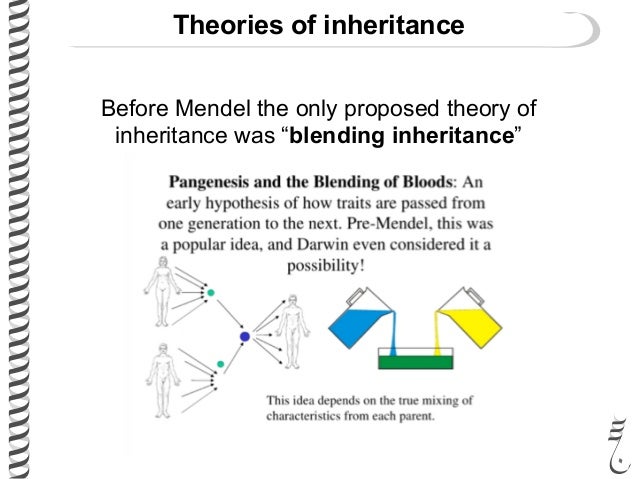 theory of inheritance vs theory of The chromosome theory of inheritance, or the idea that genes are located on chromosomes, was proposed based on experiments by thomas. theory of inheritance vs theory of The chromosome theory of inheritance, or the idea that genes are located on chromosomes, was proposed based on experiments by thomas.
