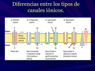 Diferencias entre los tipos de
      canales iónicos.




         MV. FM-UNAM.
 
