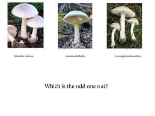 Volvariella volvacea Amanita phalloides Leucoagaricus leucothites
Which is the odd one out?
 