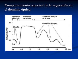 Comportamiento espectral de la vegetación en
el dominio óptico.
 