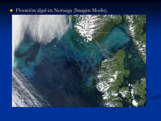    Floración algal en Noruega (Imagen Modis).
 