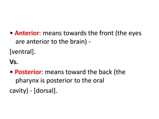 • Anterior: means towards the front (the eyes
are anterior to the brain) -
[ventral].
Vs.
• Posterior: means toward the ba...