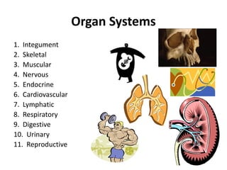 Organ Systems
1. Integument
2. Skeletal
3. Muscular
4. Nervous
5. Endocrine
6. Cardiovascular
7. Lymphatic
8. Respiratory
...