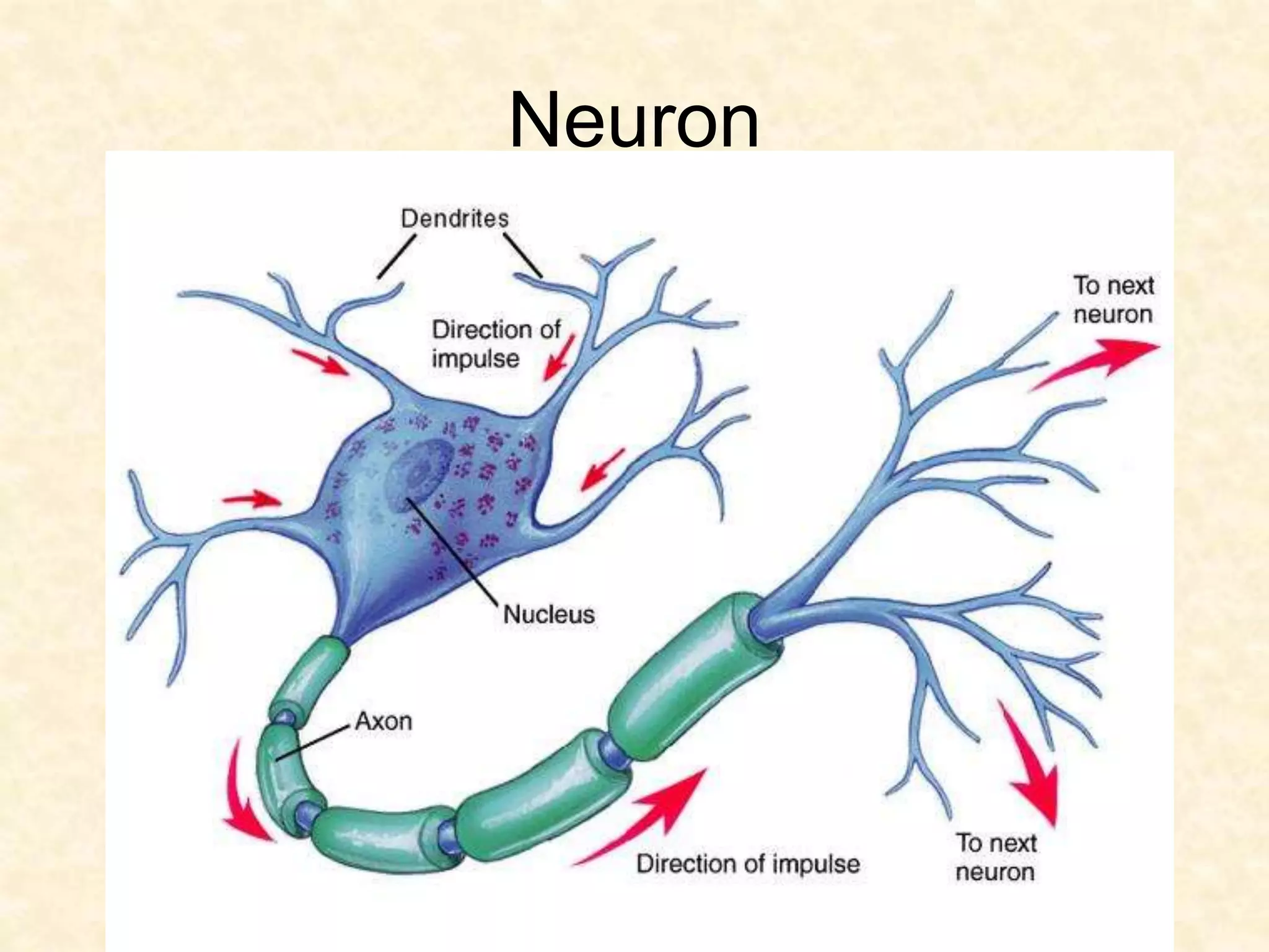 Neuron
 
