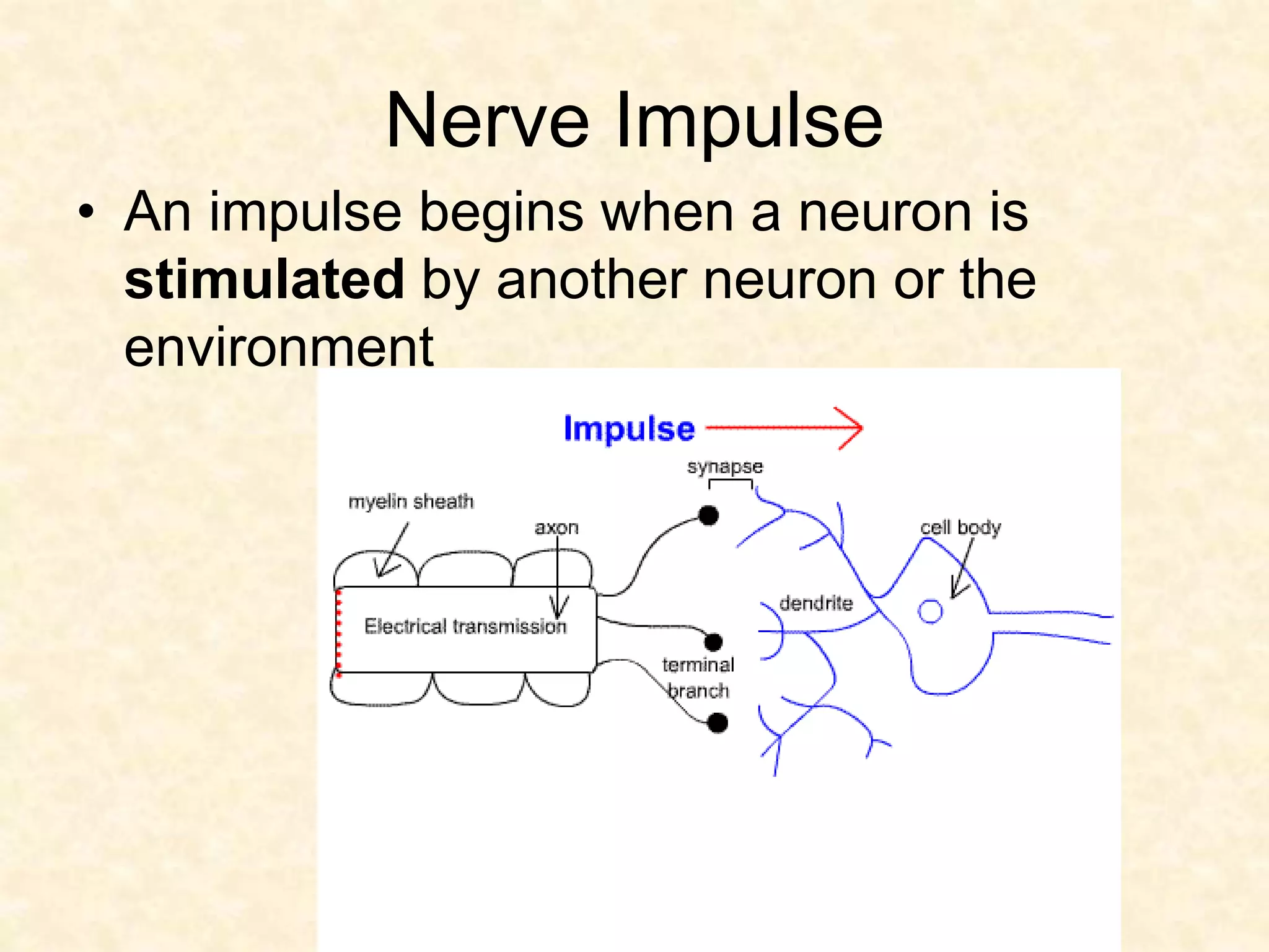 Nerve Impulse
• An impulse begins when a neuron is
stimulated by another neuron or the
environment
 