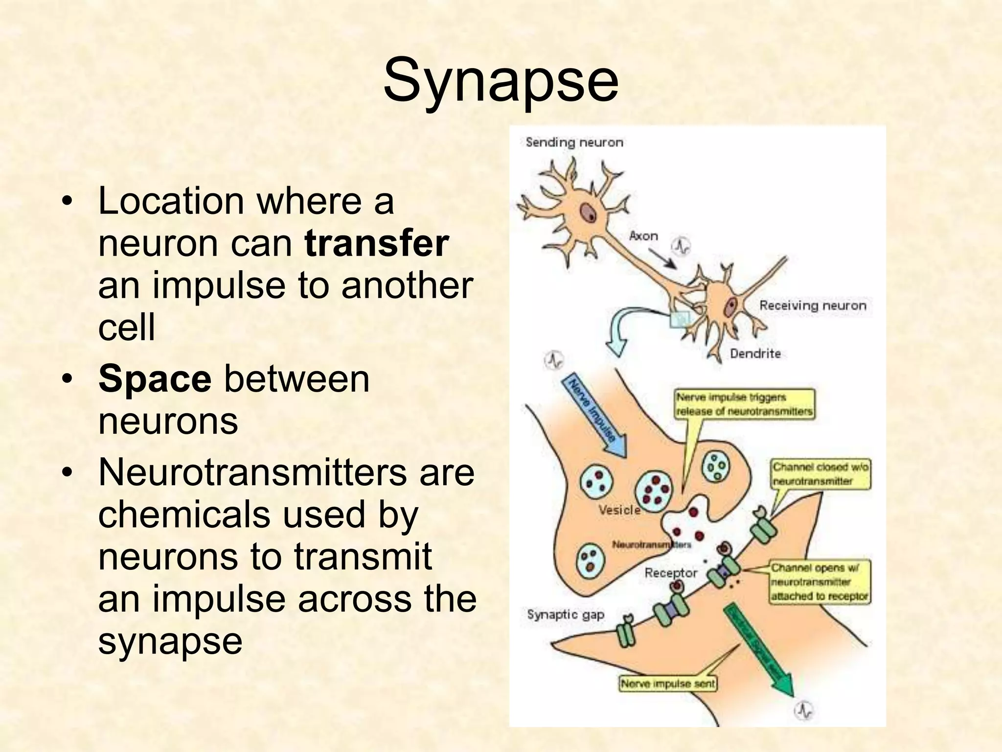 Synapse
• Location where a
neuron can transfer
an impulse to another
cell
• Space between
neurons
• Neurotransmitters are
chemicals used by
neurons to transmit
an impulse across the
synapse
 