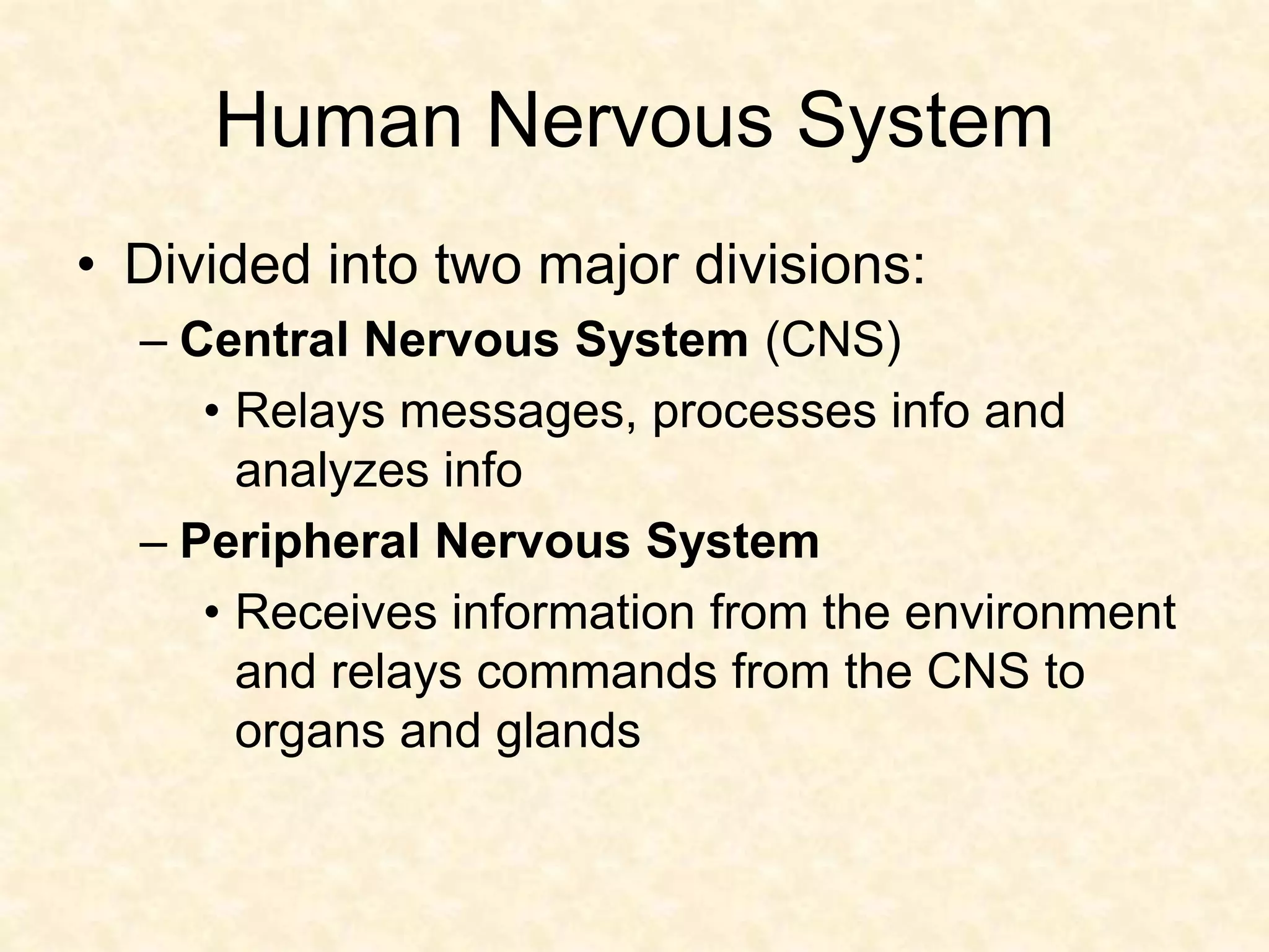 Human Nervous System
• Divided into two major divisions:
– Central Nervous System (CNS)
• Relays messages, processes info and
analyzes info
– Peripheral Nervous System
• Receives information from the environment
and relays commands from the CNS to
organs and glands
 