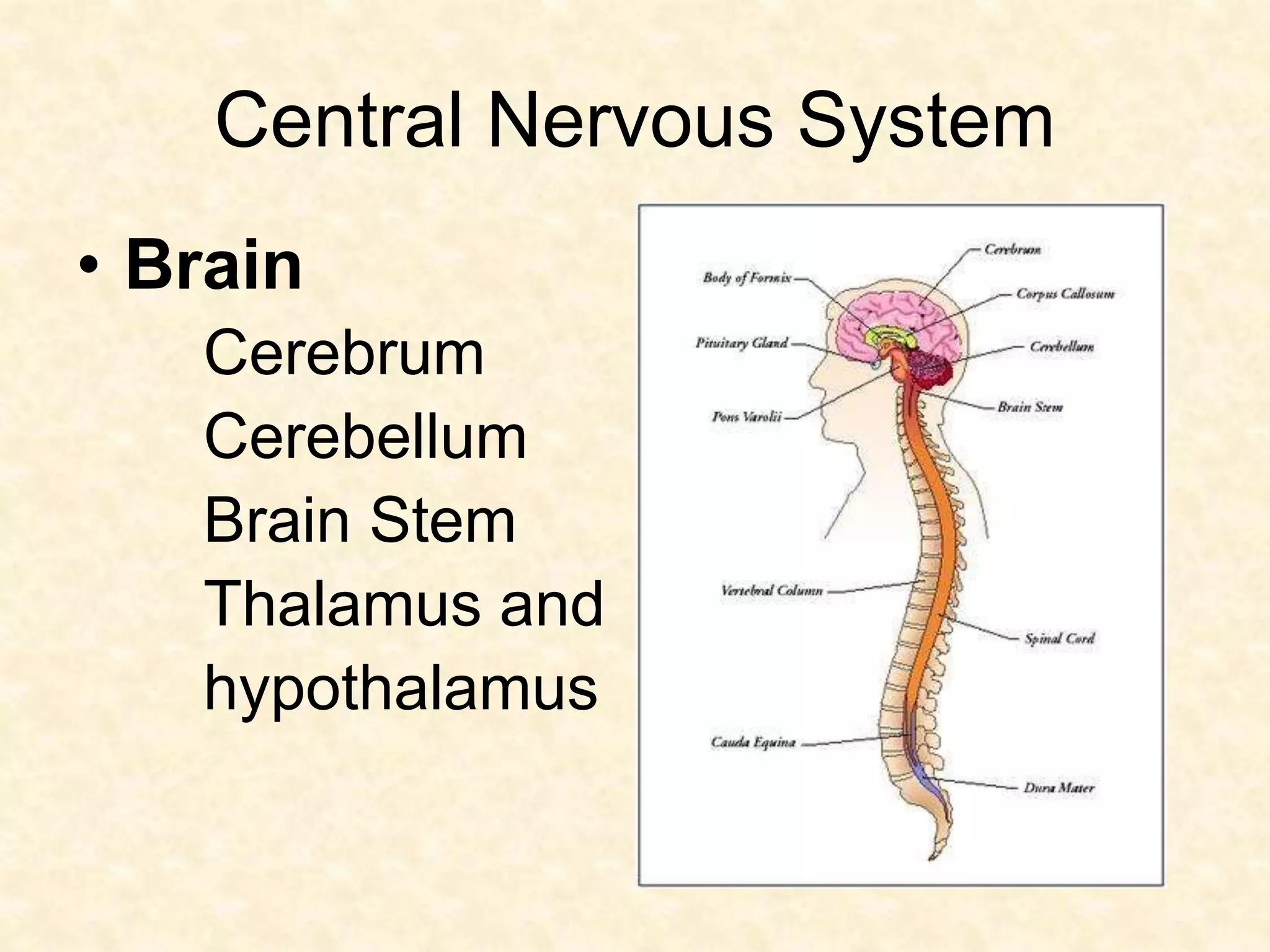 Central Nervous System
• Brain
Cerebrum
Cerebellum
Brain Stem
Thalamus and
hypothalamus
 
