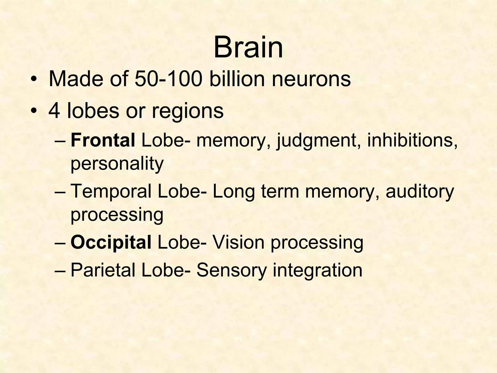 Brain
• Made of 50-100 billion neurons
• 4 lobes or regions
– Frontal Lobe- memory, judgment, inhibitions,
personality
– Temporal Lobe- Long term memory, auditory
processing
– Occipital Lobe- Vision processing
– Parietal Lobe- Sensory integration
 