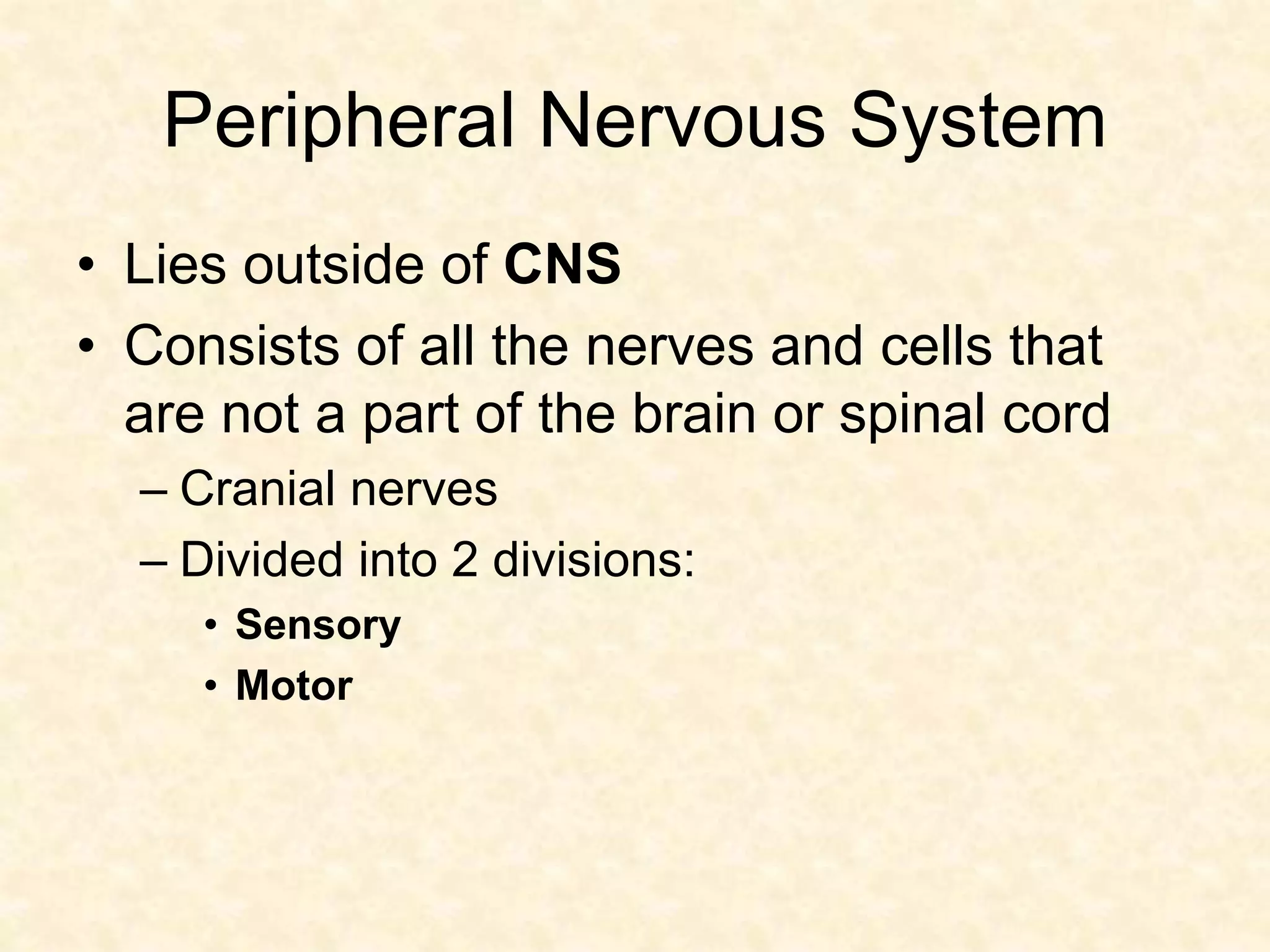 Peripheral Nervous System
• Lies outside of CNS
• Consists of all the nerves and cells that
are not a part of the brain or spinal cord
– Cranial nerves
– Divided into 2 divisions:
• Sensory
• Motor
 
