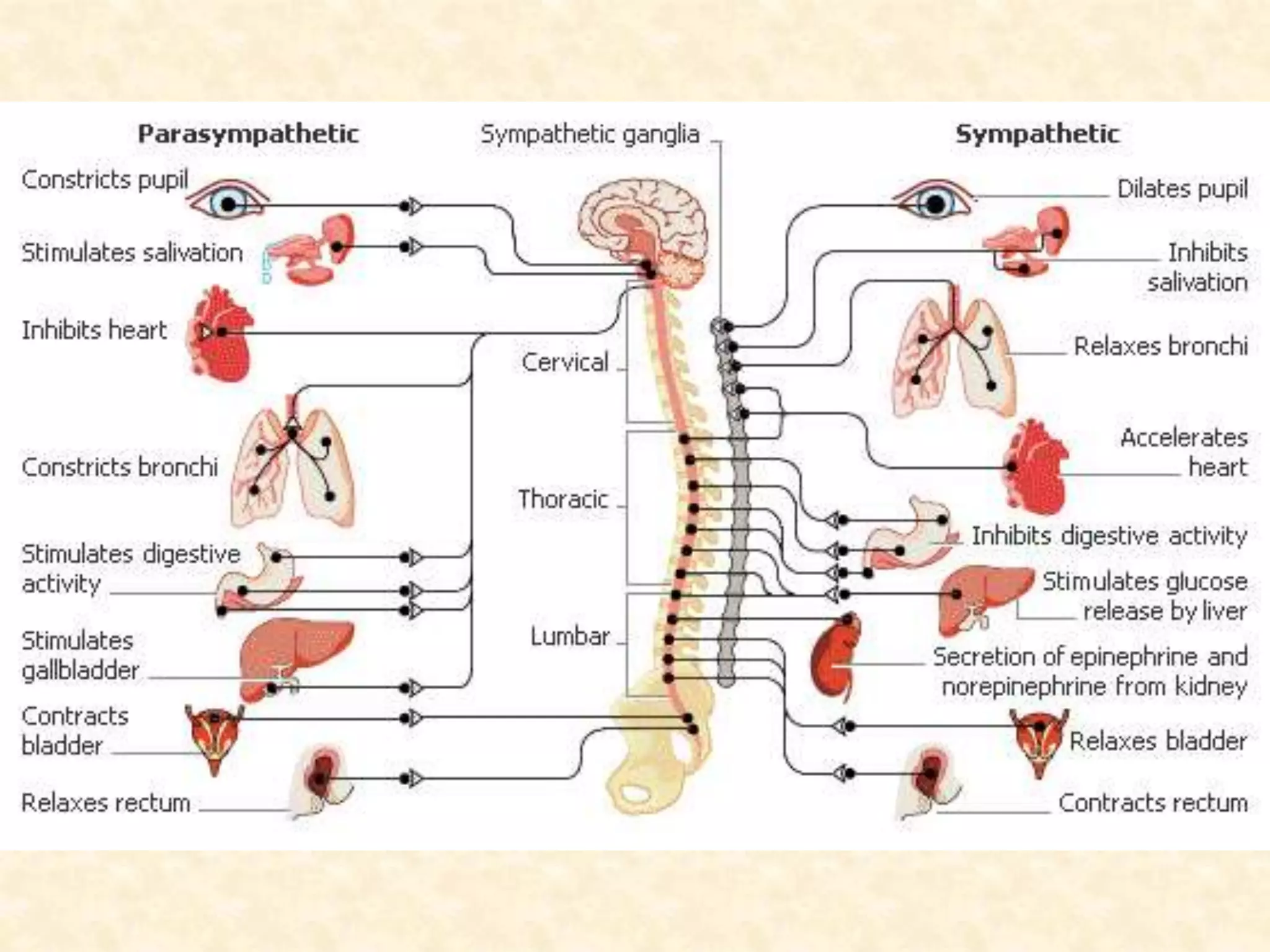 Intro to anatomy.pptx