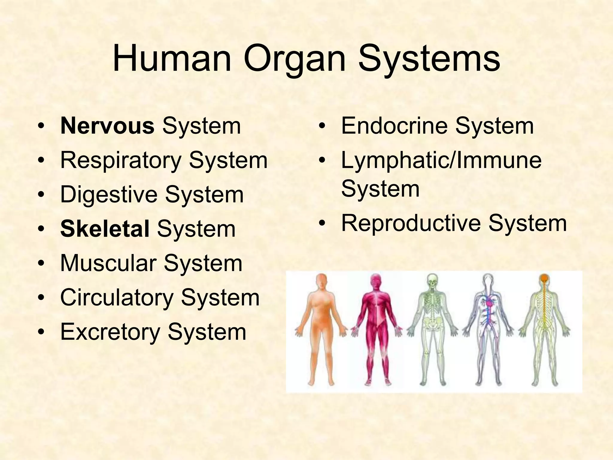 Human Organ Systems
• Nervous System
• Respiratory System
• Digestive System
• Skeletal System
• Muscular System
• Circulatory System
• Excretory System
• Endocrine System
• Lymphatic/Immune
System
• Reproductive System
 