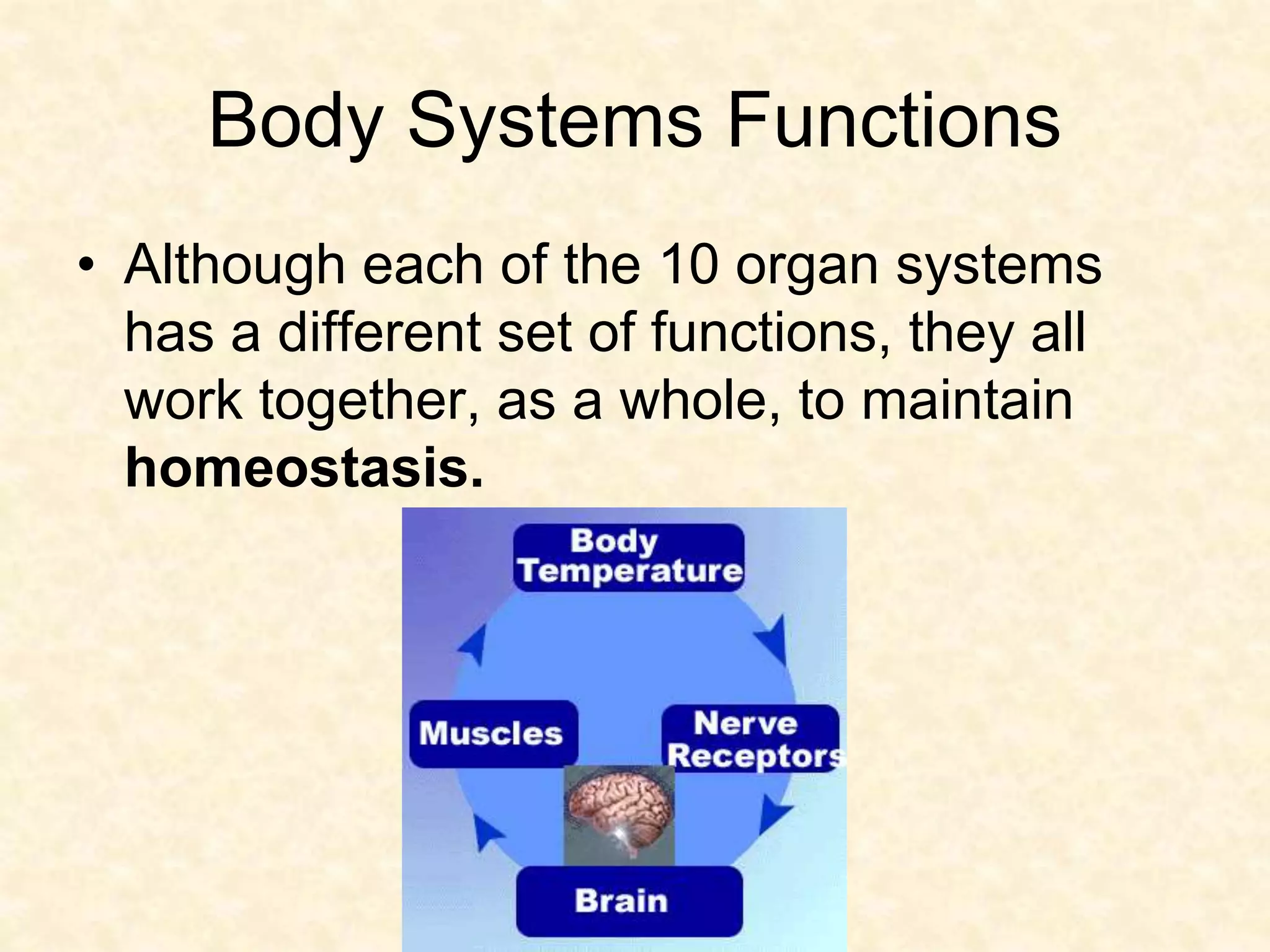 Body Systems Functions
• Although each of the 10 organ systems
has a different set of functions, they all
work together, as a whole, to maintain
homeostasis.
 