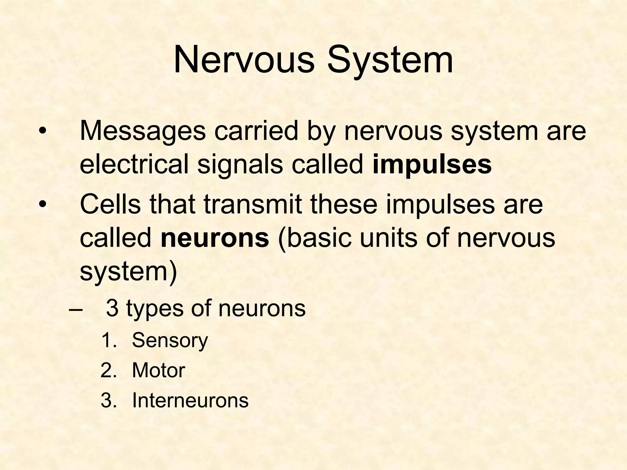 Nervous System
• Messages carried by nervous system are
electrical signals called impulses
• Cells that transmit these impulses are
called neurons (basic units of nervous
system)
– 3 types of neurons
1. Sensory
2. Motor
3. Interneurons
 