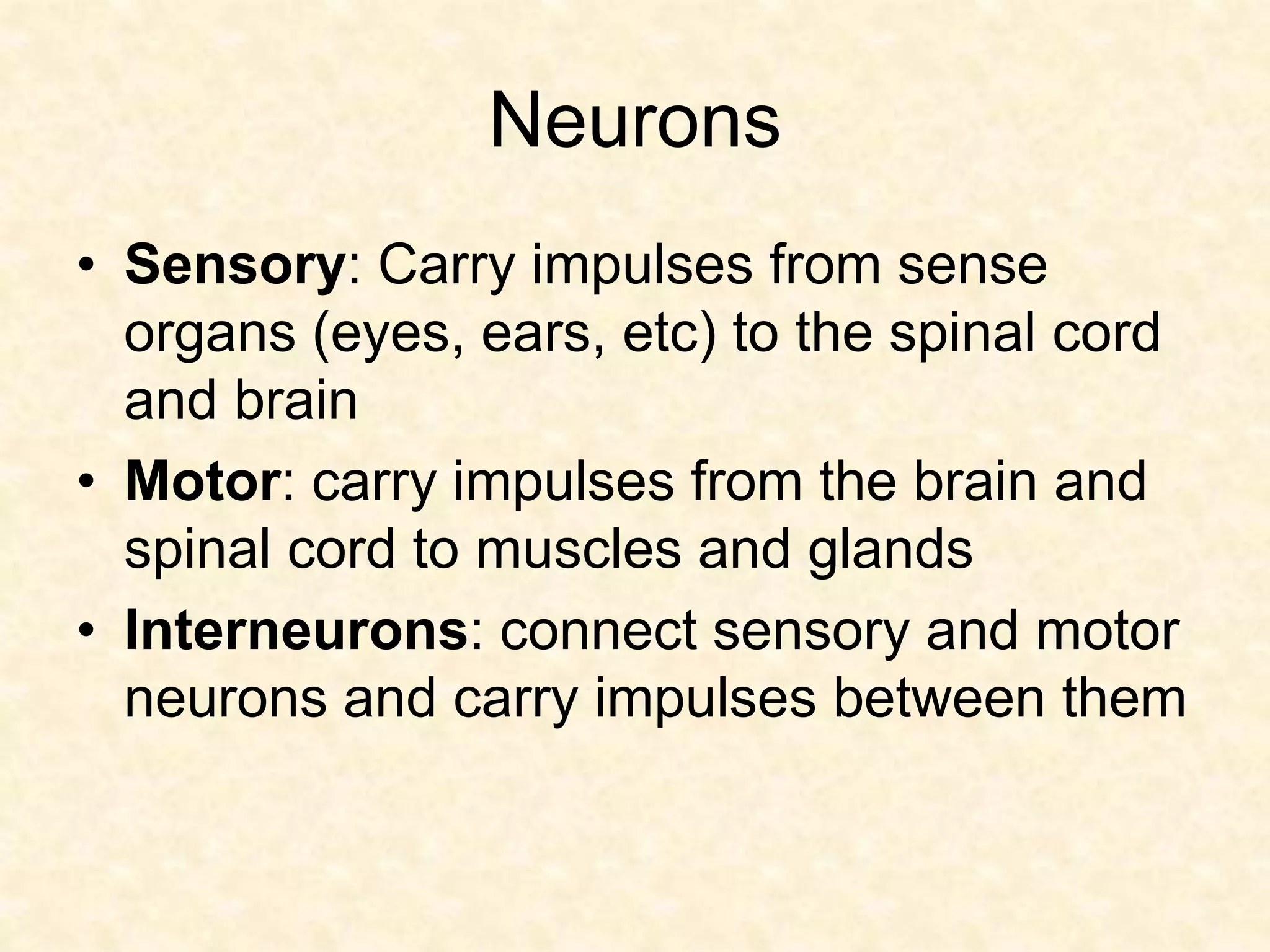 Neurons
• Sensory: Carry impulses from sense
organs (eyes, ears, etc) to the spinal cord
and brain
• Motor: carry impulses from the brain and
spinal cord to muscles and glands
• Interneurons: connect sensory and motor
neurons and carry impulses between them
 