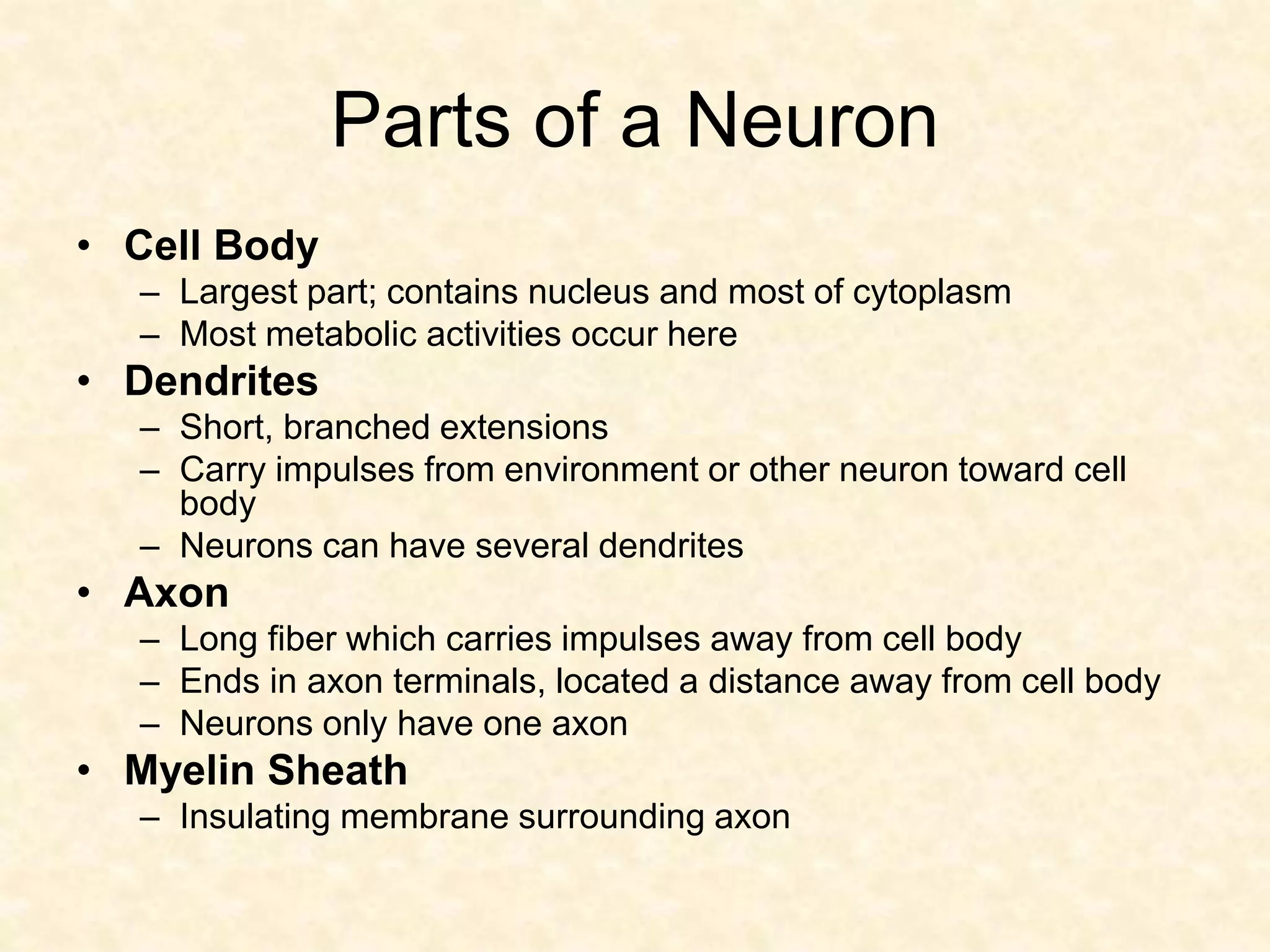 Parts of a Neuron
• Cell Body
– Largest part; contains nucleus and most of cytoplasm
– Most metabolic activities occur here
• Dendrites
– Short, branched extensions
– Carry impulses from environment or other neuron toward cell
body
– Neurons can have several dendrites
• Axon
– Long fiber which carries impulses away from cell body
– Ends in axon terminals, located a distance away from cell body
– Neurons only have one axon
• Myelin Sheath
– Insulating membrane surrounding axon
 