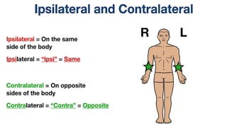Intro to anatomy (1).pdf