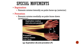 Supination Main Intro to anatomy (1).pdf
