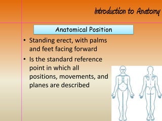 Anatomical Position
Introduction to Anatomy
• Standing erect, with palms
and feet facing forward
• Is the standard reference
point in which all
positions, movements, and
planes are described
 