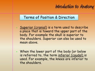  Superior (cranial) is a term used to describe
a place that is toward the upper part of the
body. For example the skull is superior to
the shoulders. Superior can also be used to
mean above.
 When the lower part of the body (or below
is referred to, the term inferior (caudal) is
used. For example, the knees are inferior to
the shoulders.
Terms of Position & Direction
Introduction to Anatomy
 
