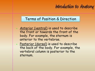  Anterior (ventral) is used to describe
the front or towards the front of the
body. For example, the sternum is
anterior to the vertebrae.
 Posterior (dorsal) is used to describe
the back of the body. For example, the
vertebral column is posterior to the
sternum.
Introduction to Anatomy
Terms of Position & Direction
 
