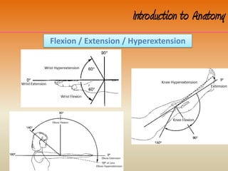 Introduction to Anatomy
Flexion / Extension / Hyperextension
 