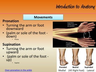 Pronation
• Turning the arm or foot
downward
• (palm or sole of the foot -
down)
• Prone
Supination
• Turning the arm or foot
upward
• (palm or sole of the foot -
up)
• Supine
Movements
Introduction to Anatomy
Over-pronation in the ankle
 