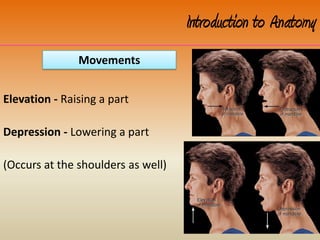 Elevation - Raising a part
Depression - Lowering a part
(Occurs at the shoulders as well)
Introduction to Anatomy
Movements
 