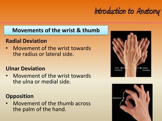 Radial Deviation
• Movement of the wrist towards
the radius or lateral side.
Ulnar Deviation
• Movement of the wrist towards
the ulna or medial side.
Opposition
• Movement of the thumb across
the palm of the hand.
Movements of the wrist & thumb
Introduction to Anatomy
 