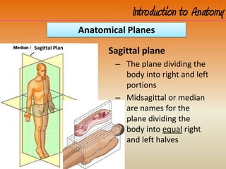 Sagittal plane
– The plane dividing the
body into right and left
portions
– Midsagittal or median
are names for the
plane dividing the
body into equal right
and left halves
Introduction to Anatomy
Anatomical Planes
Sagittal Plan
 