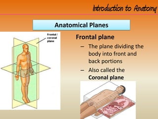 Frontal plane
– The plane dividing the
body into front and
back portions
– Also called the
Coronal plane
Introduction to Anatomy
Anatomical Planes
 