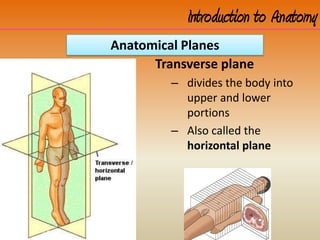 Transverse plane
– divides the body into
upper and lower
portions
– Also called the
horizontal plane
Anatomical Planes
Introduction to Anatomy
 