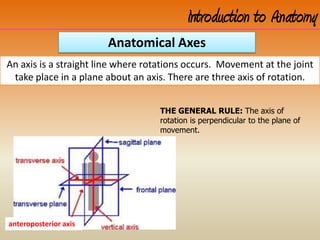 Introduction to Anatomy
Anatomical Axes
An axis is a straight line where rotations occurs. Movement at the joint
take place in a plane about an axis. There are three axis of rotation.
THE GENERAL RULE: The axis of
rotation is perpendicular to the plane of
movement.
anteroposterior axis
 