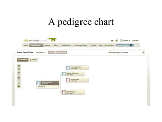 A pedigree chart
 