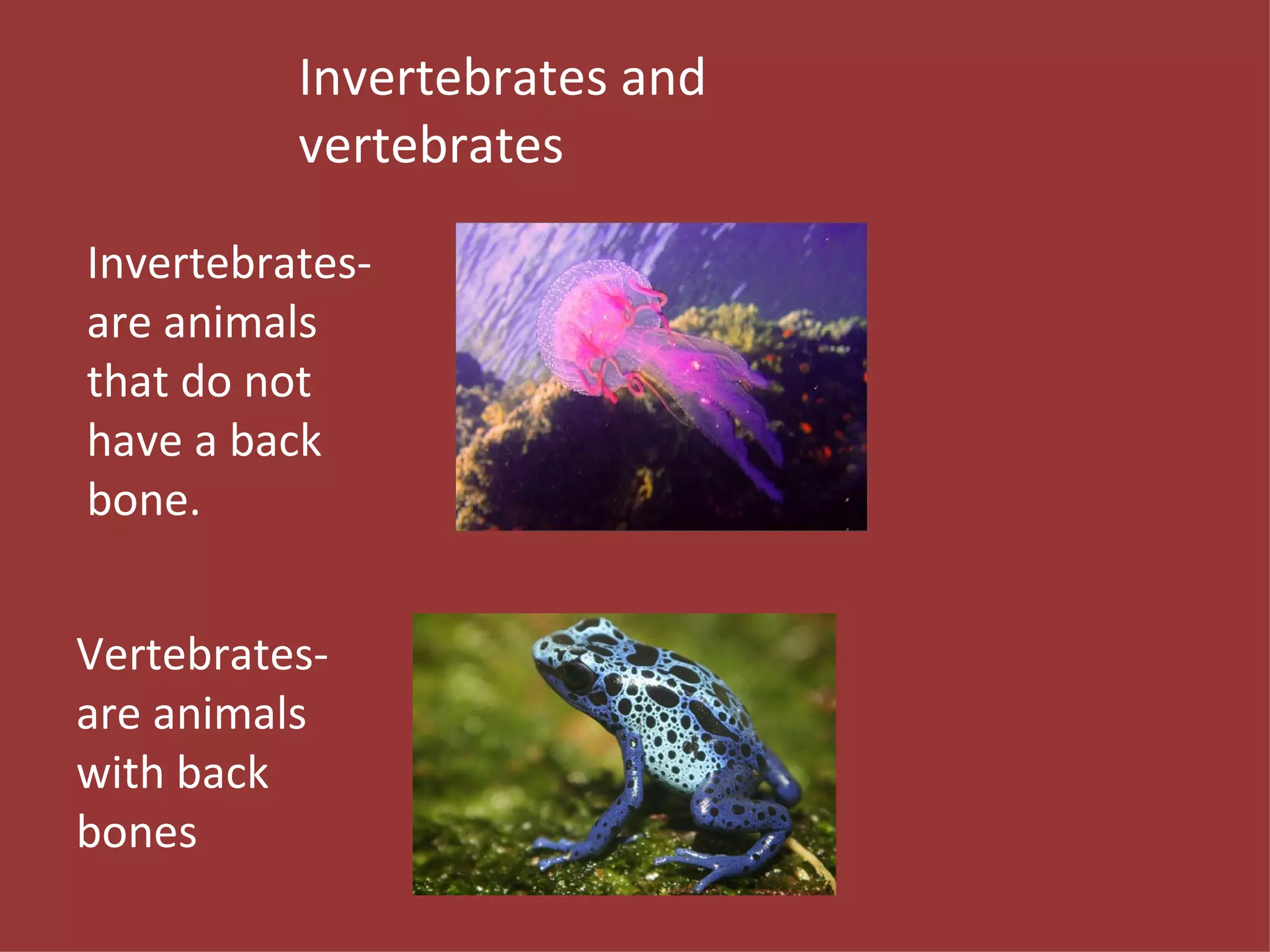 Invertebrates- are animals that do not have a back bone. Vertebrates- are animals with back bones Invertebrates and vertebrates