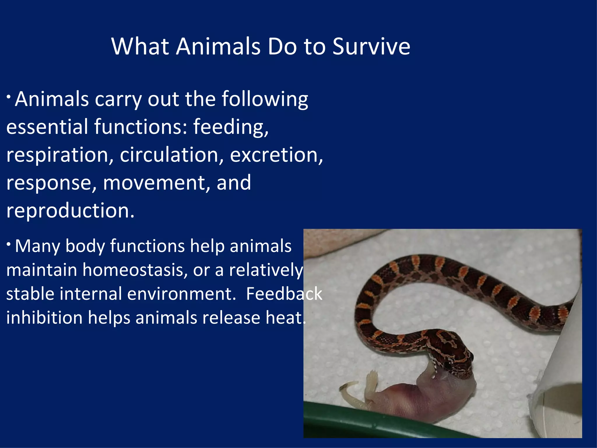 What Animals Do to Survive Animals carry out the following essential functions: feeding, respiration, circulation, excretion, response, movement, and reproduction. Many body functions help animals maintain homeostasis, or a relatively stable internal environment. Feedback inhibition helps animals release heat.