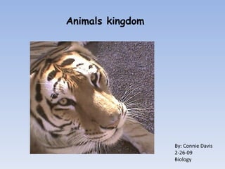 By: Connie Davis 2-26-09 Biology Animals kingdom 