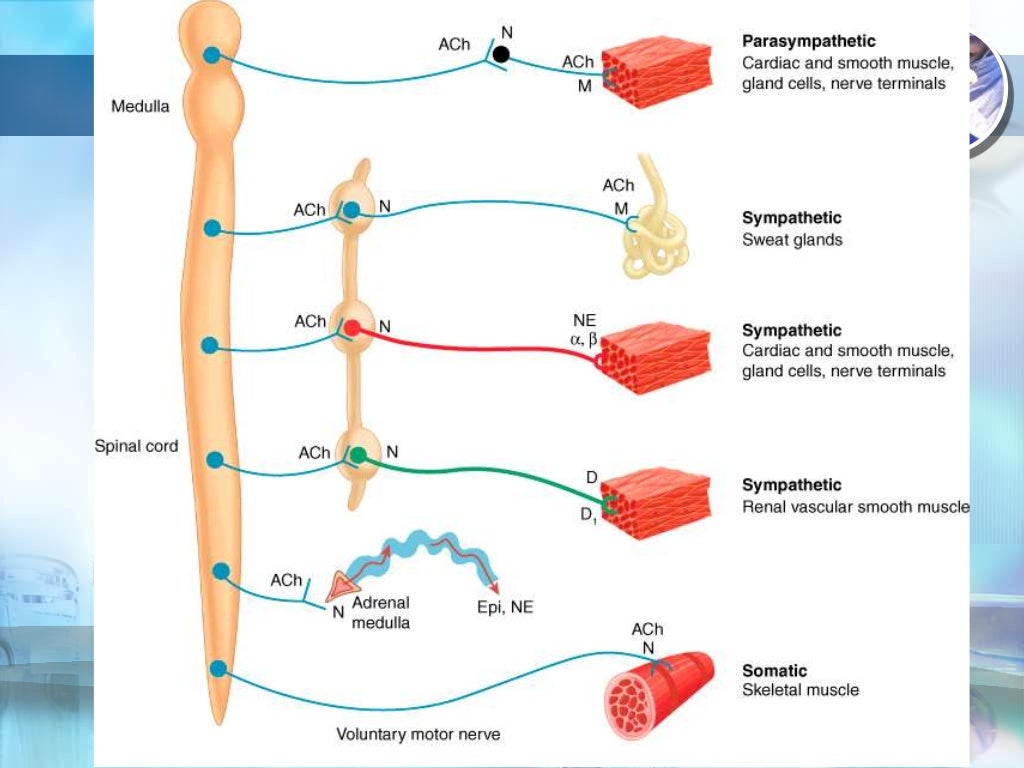Introduction to Autonomic Nervous System Pharmacology