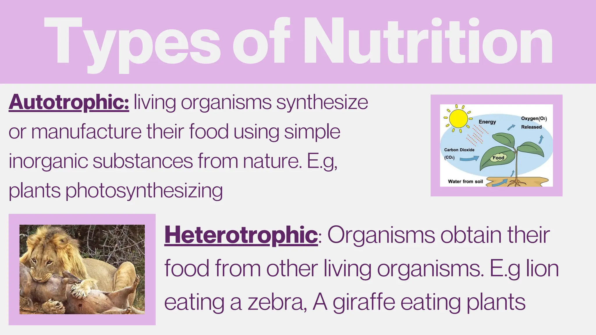Types of Nutrition
Autotrophic: living organisms synthesize
or manufacture their food using simple
inorganic substances from nature. E.g,
plants photosynthesizing
Heterotrophic: Organisms obtain their
food from other living organisms. E.g lion
eating a zebra, A giraffe eating plants
 