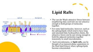 Lipid Rafts
• The van der Waals attractive forces between
neighboring fatty acid tails are not selective
enough to hold groups of molecules
together.
• For some lipid molecules, however, such as
the sphingolipids which tend to have long
and saturated fatty hydrocarbon chains, the
attractive forces can be just strong enough to
hold the adjacent molecules together
transiently in small microdomains.
• Such microdomains, or lipid rafts, can be
thought of as transient phase separations in
the fluid lipid bilayer where sphingolipids
become concentrated.
 