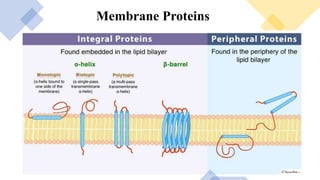 Membrane Proteins
 