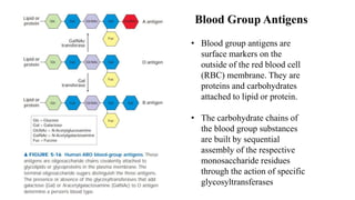 Blood Group Antigens
• Blood group antigens are
surface markers on the
outside of the red blood cell
(RBC) membrane. They are
proteins and carbohydrates
attached to lipid or protein.
• The carbohydrate chains of
the blood group substances
are built by sequential
assembly of the respective
monosaccharide residues
through the action of specific
glycosyltransferases
 